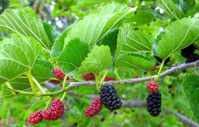 7 loại lá tắm “rẻ tiền” cho mẹ sau sinh